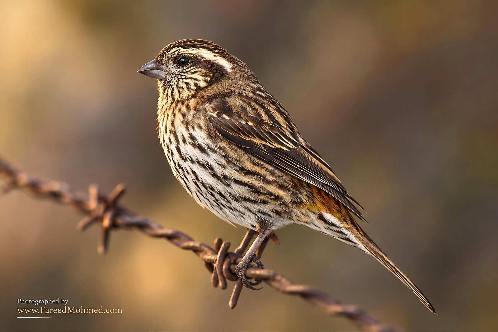 Himalayan White-browed Rosefinch photographed in India by Fareed Mohmed