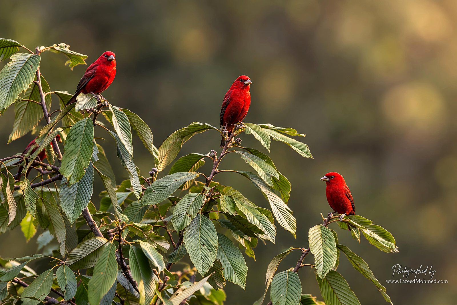 Scarlet Finch photographed in India by Fareed Mohmed