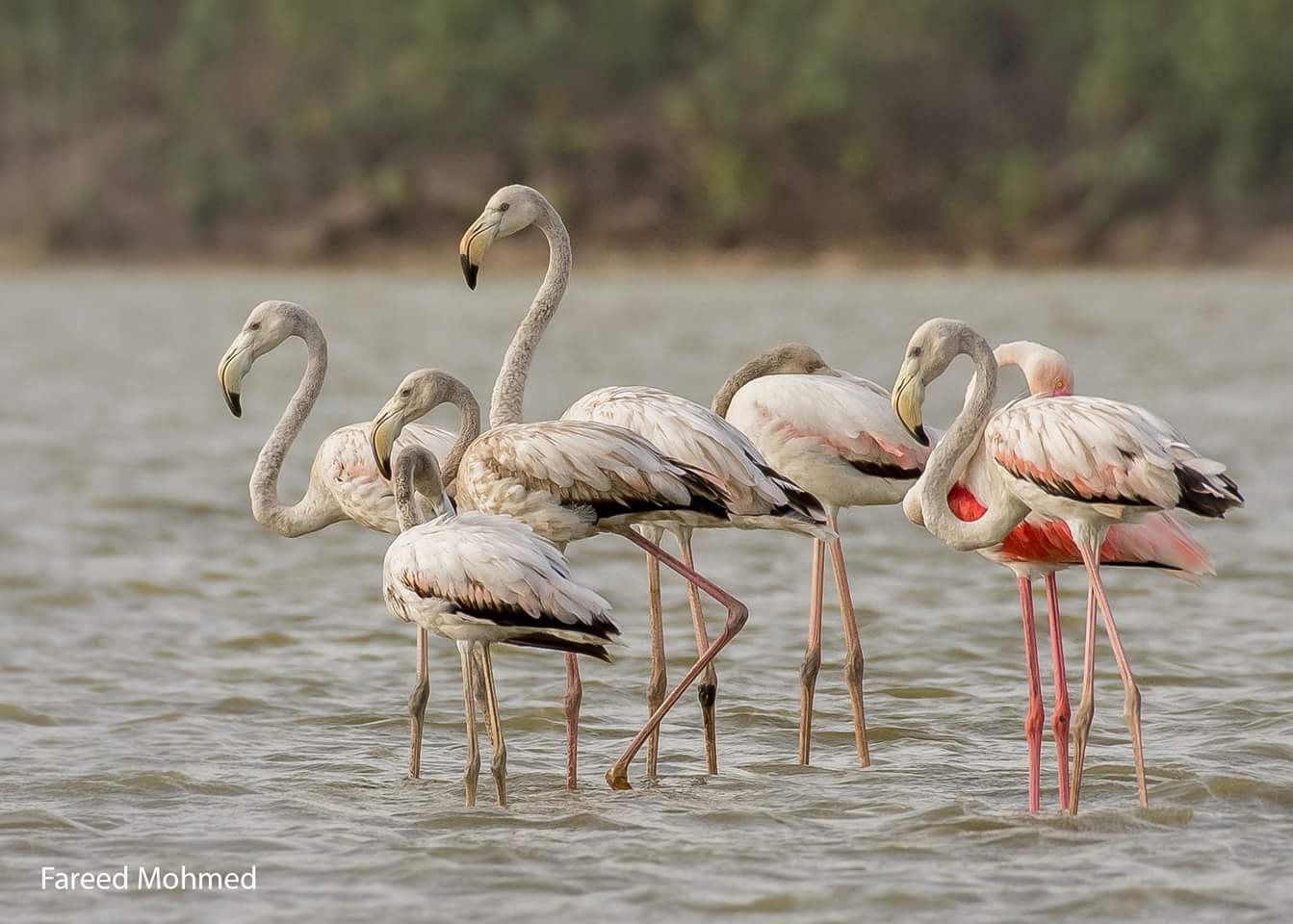 Greater Flamingo photographed in India by Fareed Mohmed