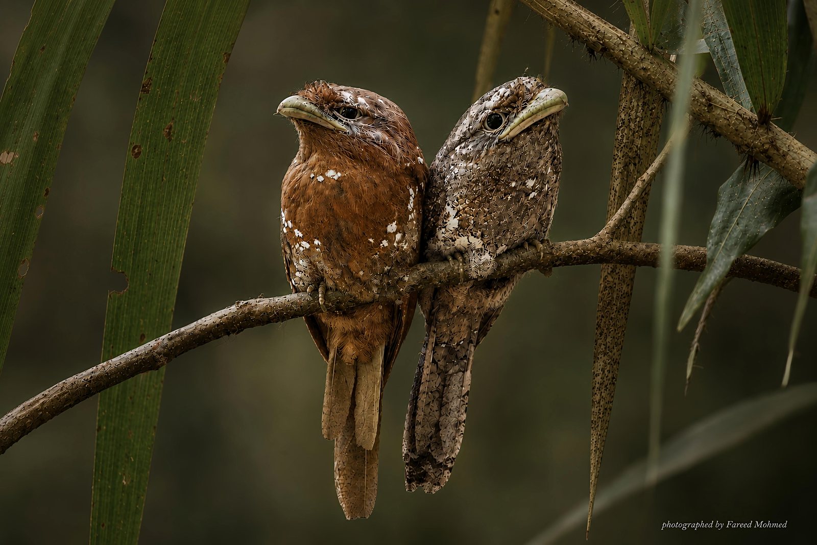 Sri Lanka Frogmouth photographed in India by Fareed Mohmed