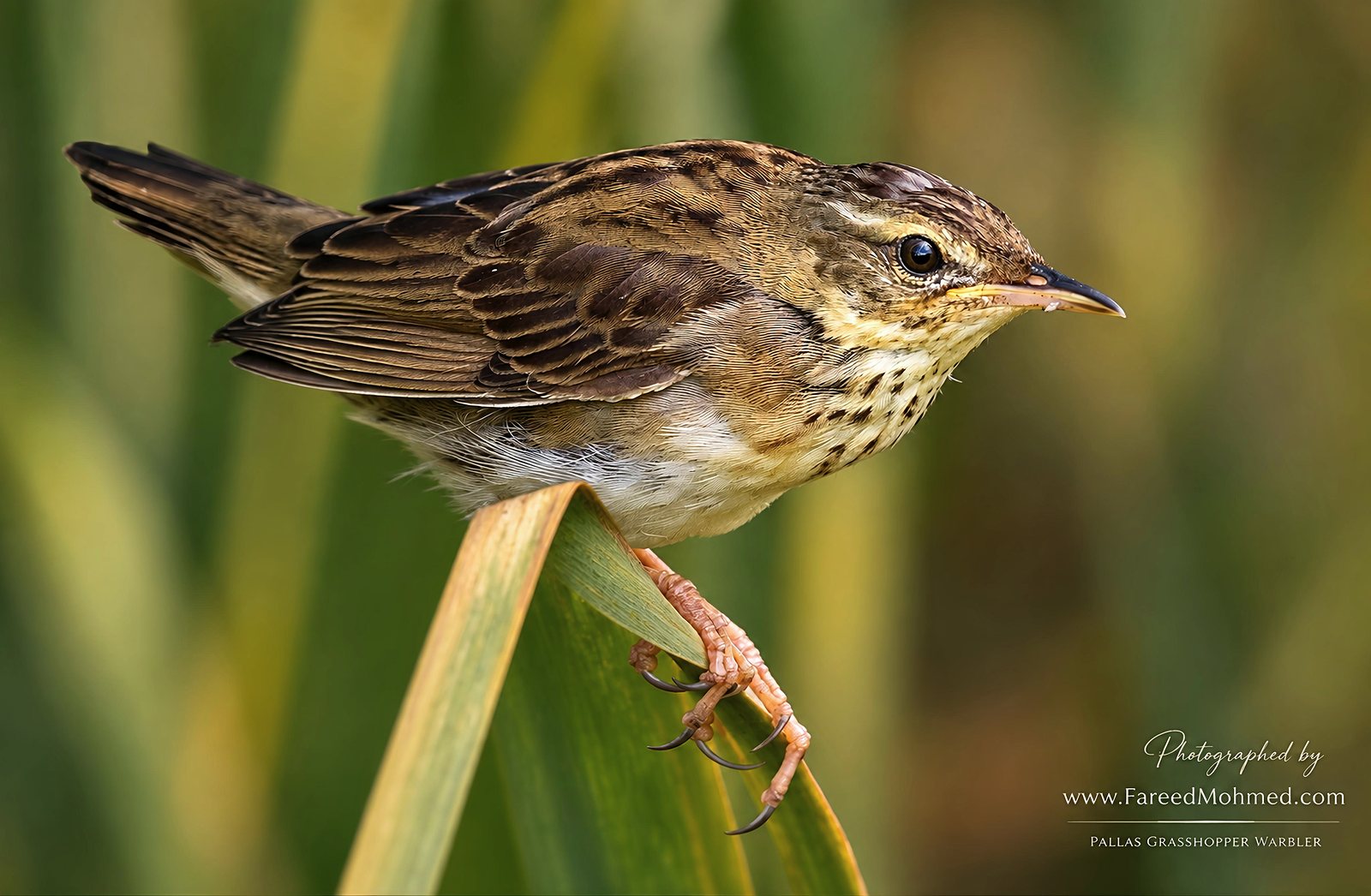 Pallas's Grasshopper Warbler photographed in India by Fareed Mohmed