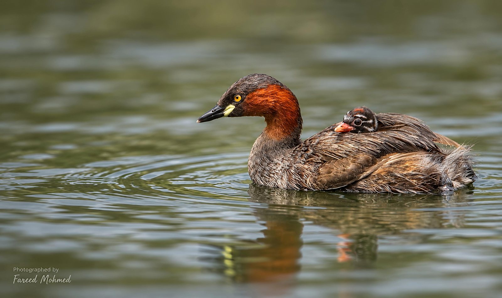 Little Grebe photographed in India by Fareed Mohmed
