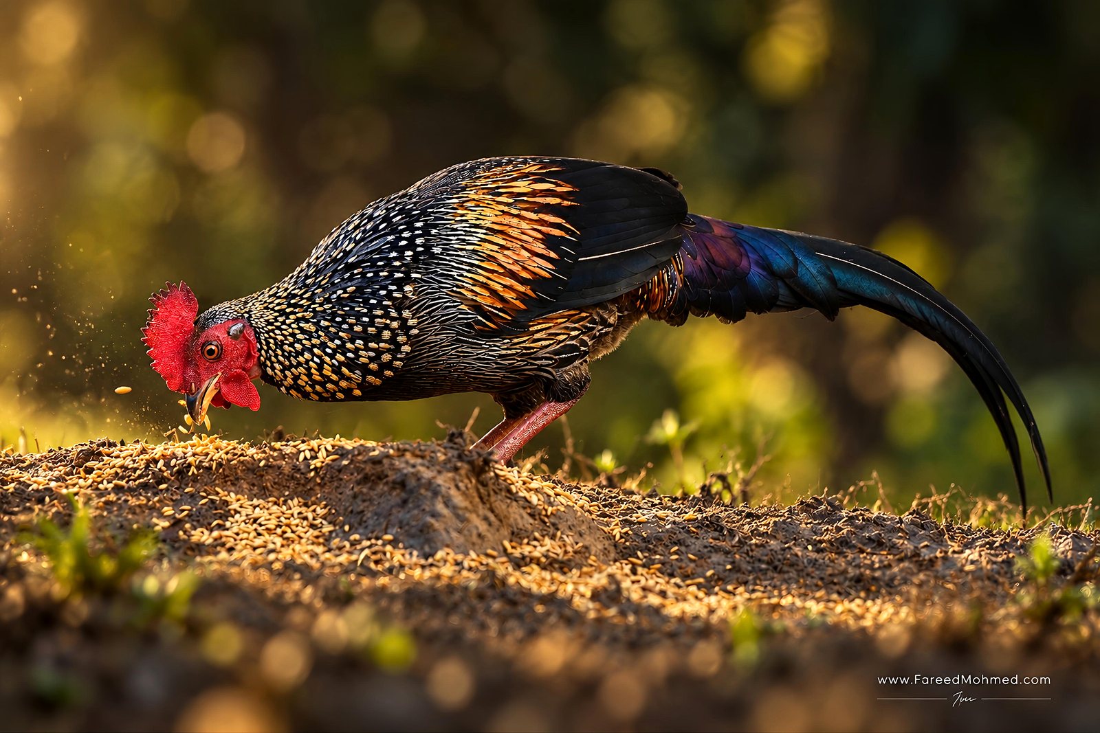 Gray Junglefowl photographed in India by Fareed Mohmed