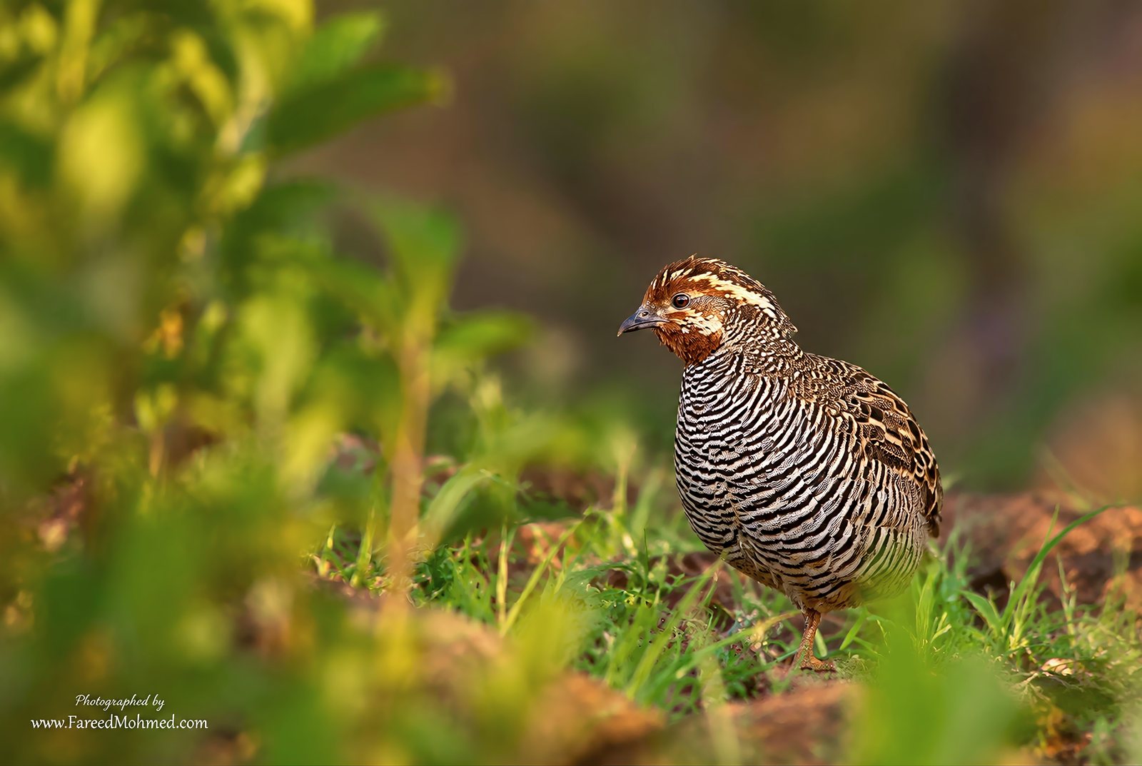 Jungle Bush-Quail photographed in India by Fareed Mohmed