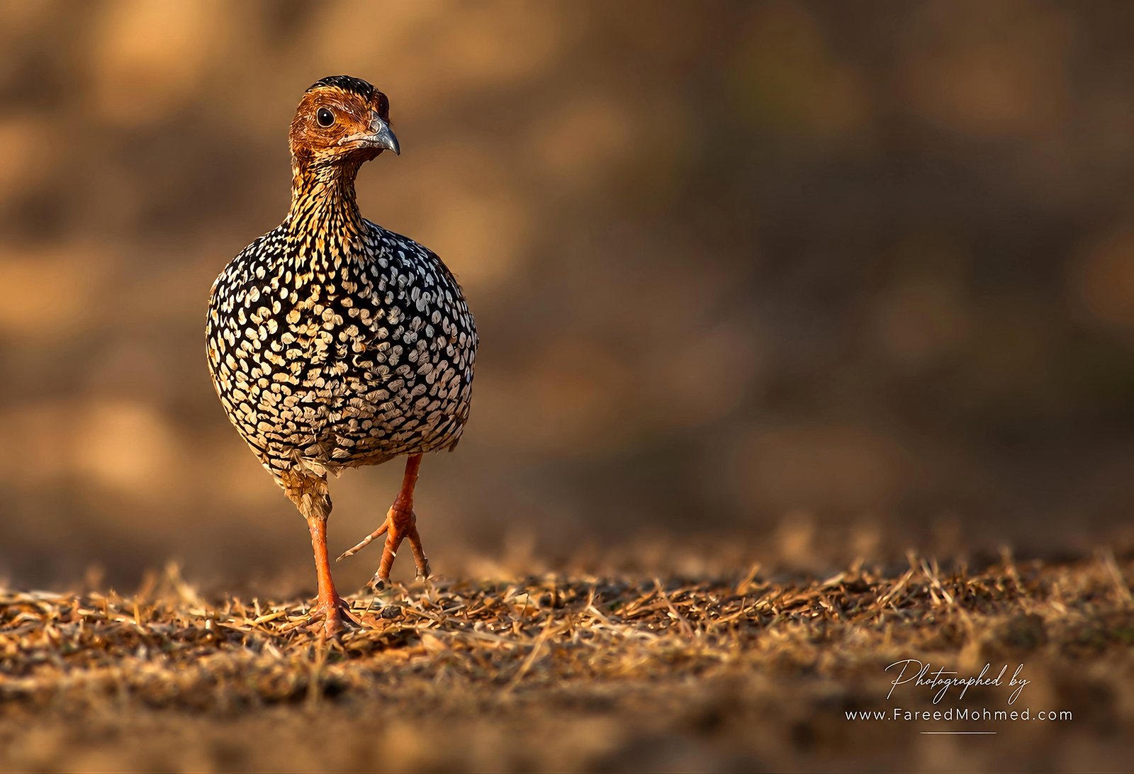 Painted Francolin photographed in India by Fareed Mohmed