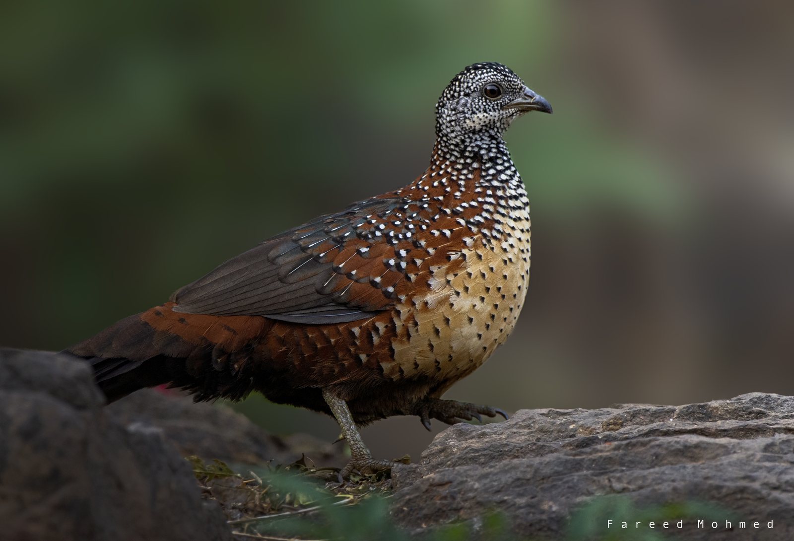 Painted Spurfowl photographed in India by Fareed Mohmed