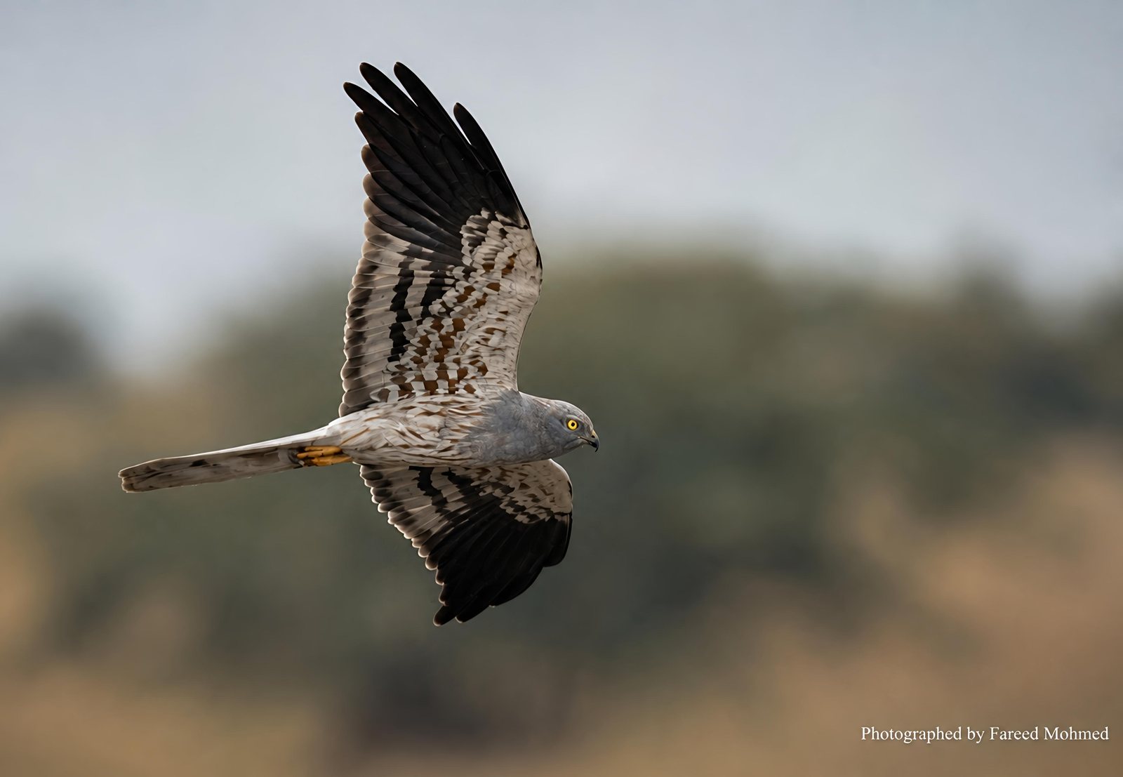 Montagu's Harrier photographed in India by Fareed Mohmed