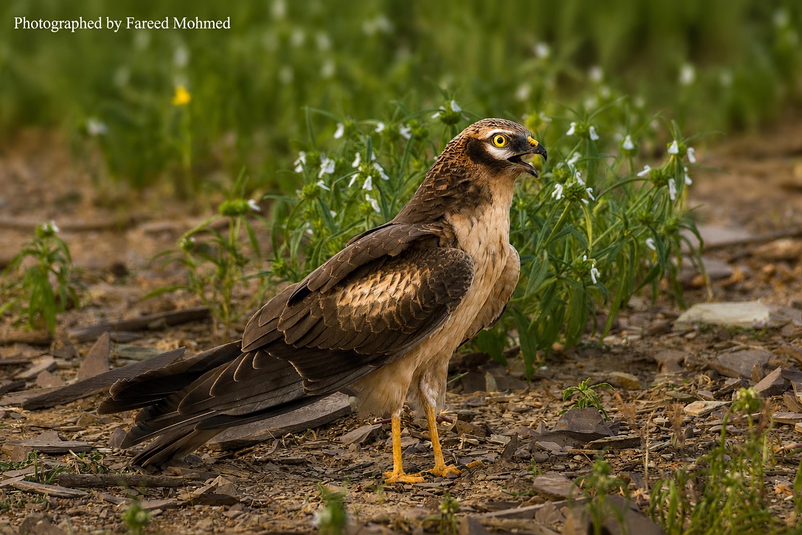 Pallid Harrier photographed in India by Fareed Mohmed