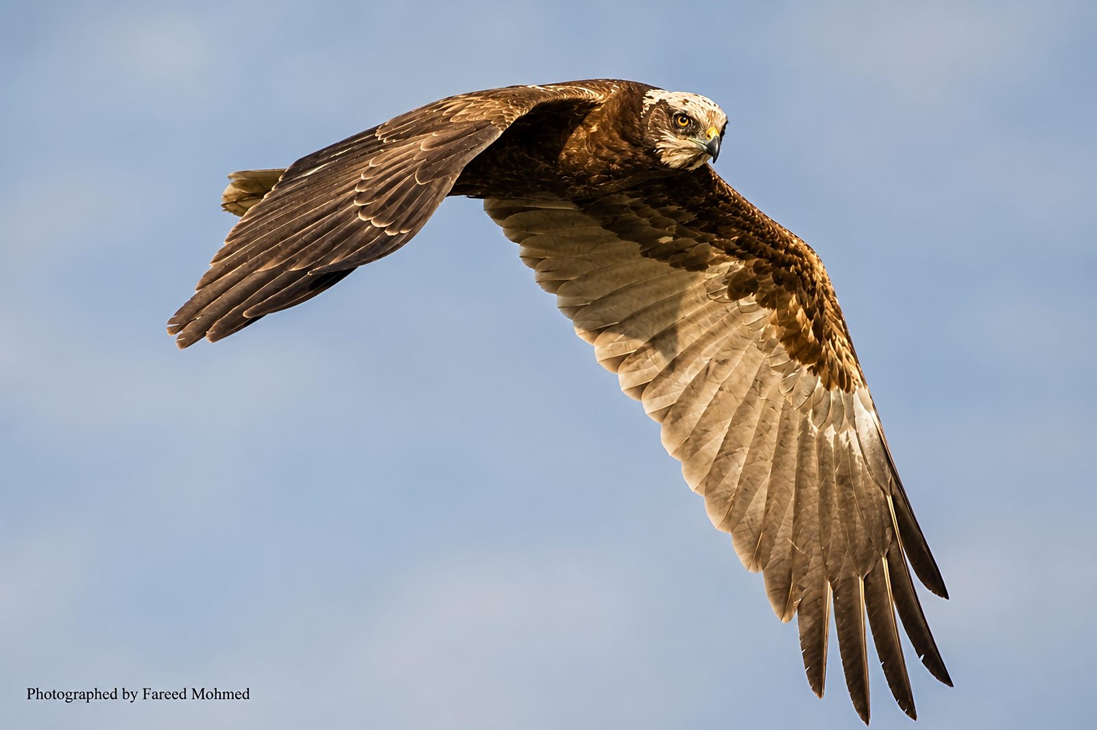 Western Marsh Harrier photographed in India by Fareed Mohmed