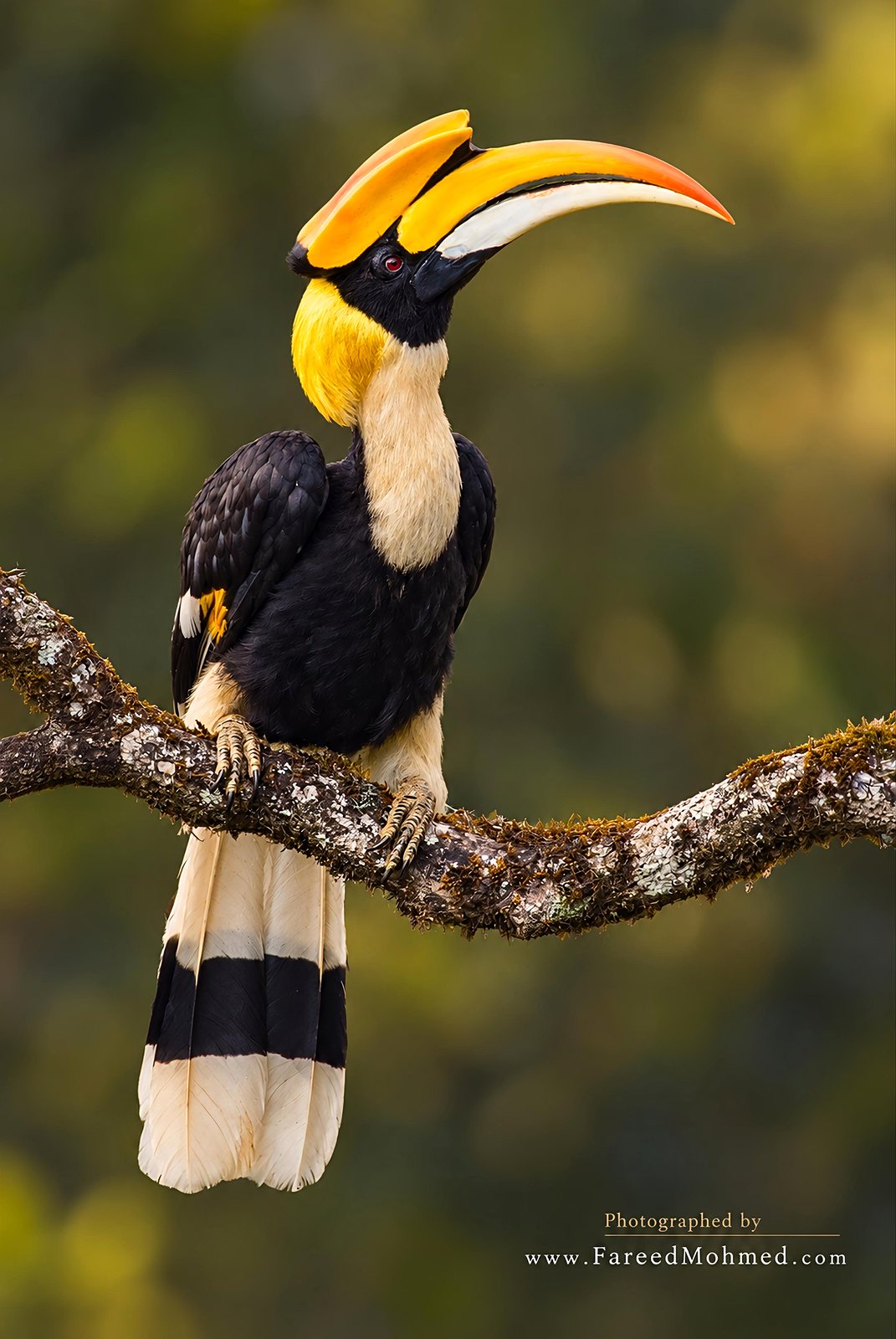 Great Hornbill photographed in India by Fareed Mohmed