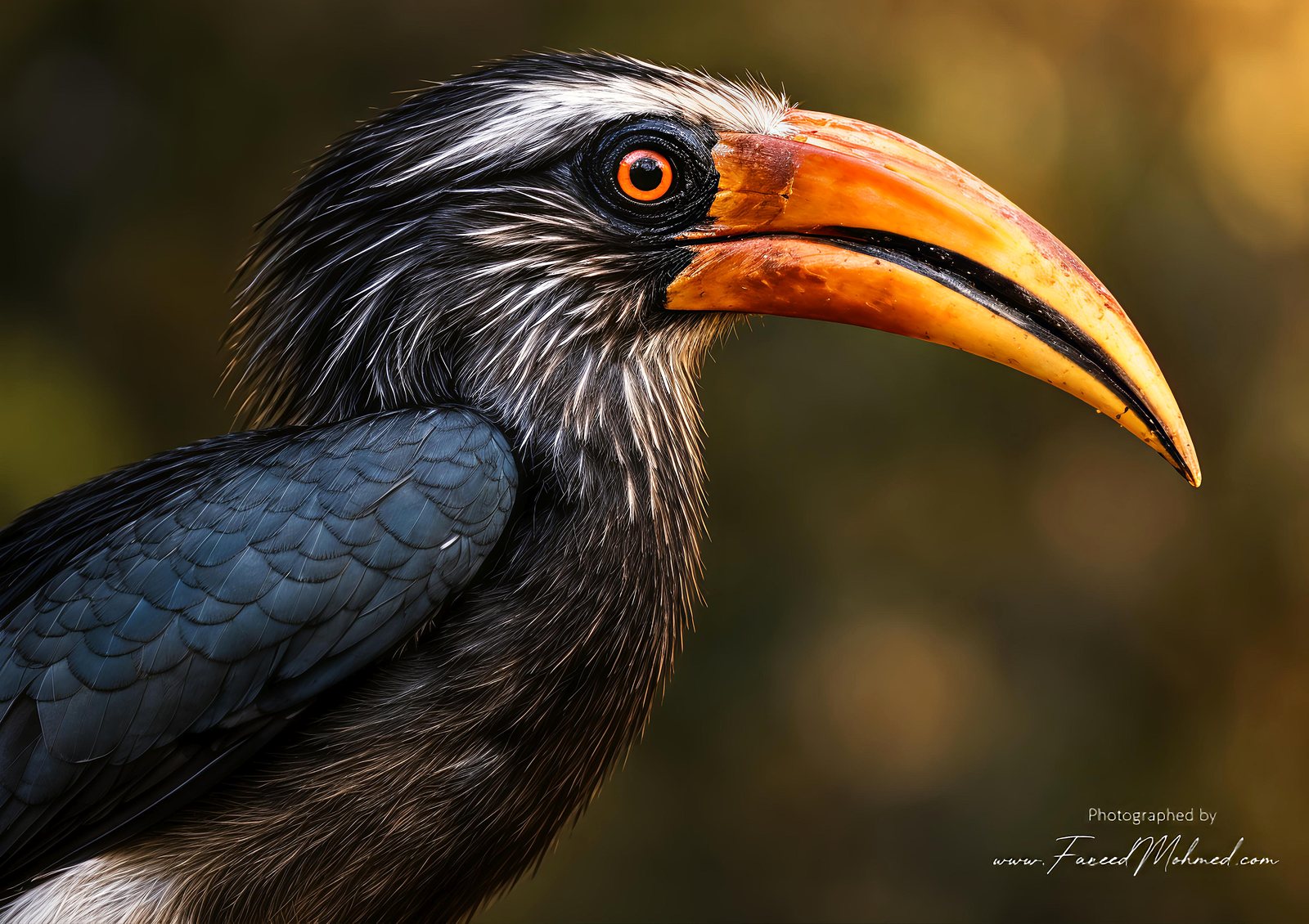 Malabar Gray Hornbill photographed in India by Fareed Mohmed
