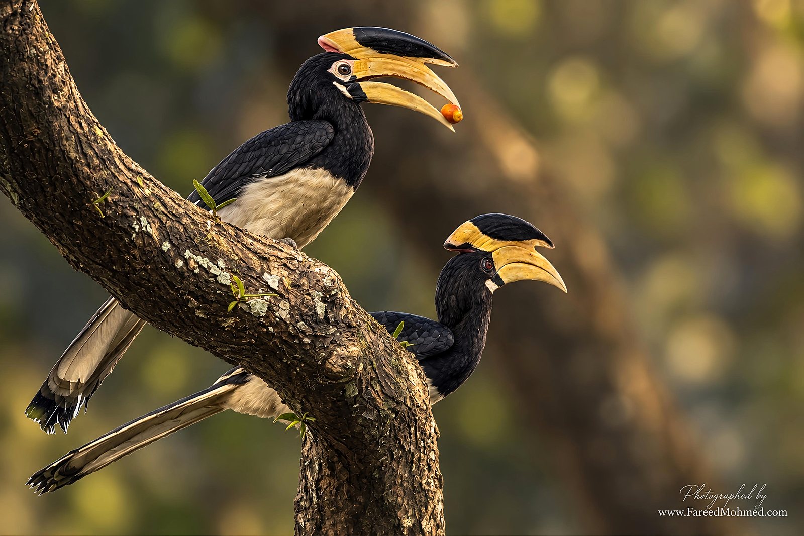 Malabar Pied-Hornbill photographed in India by Fareed Mohmed