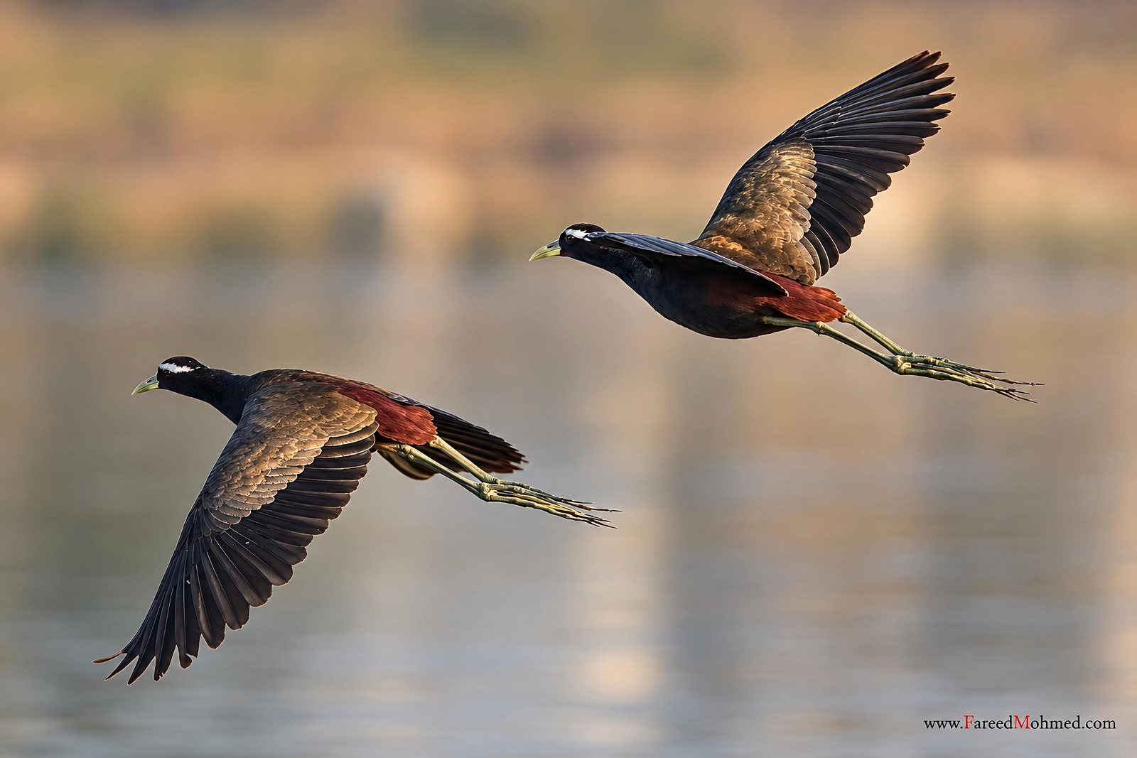 Bronze-winged Jacana photographed in India by Fareed Mohmed