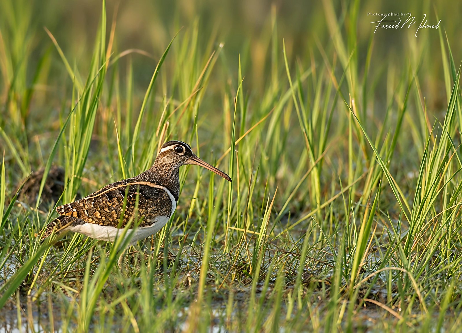 Greater Painted-Snipe photographed in India by Fareed Mohmed