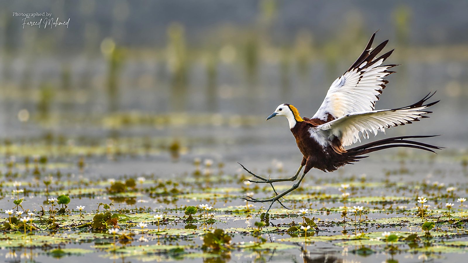 Pheasant-tailed Jacana photographed in India by Fareed Mohmed