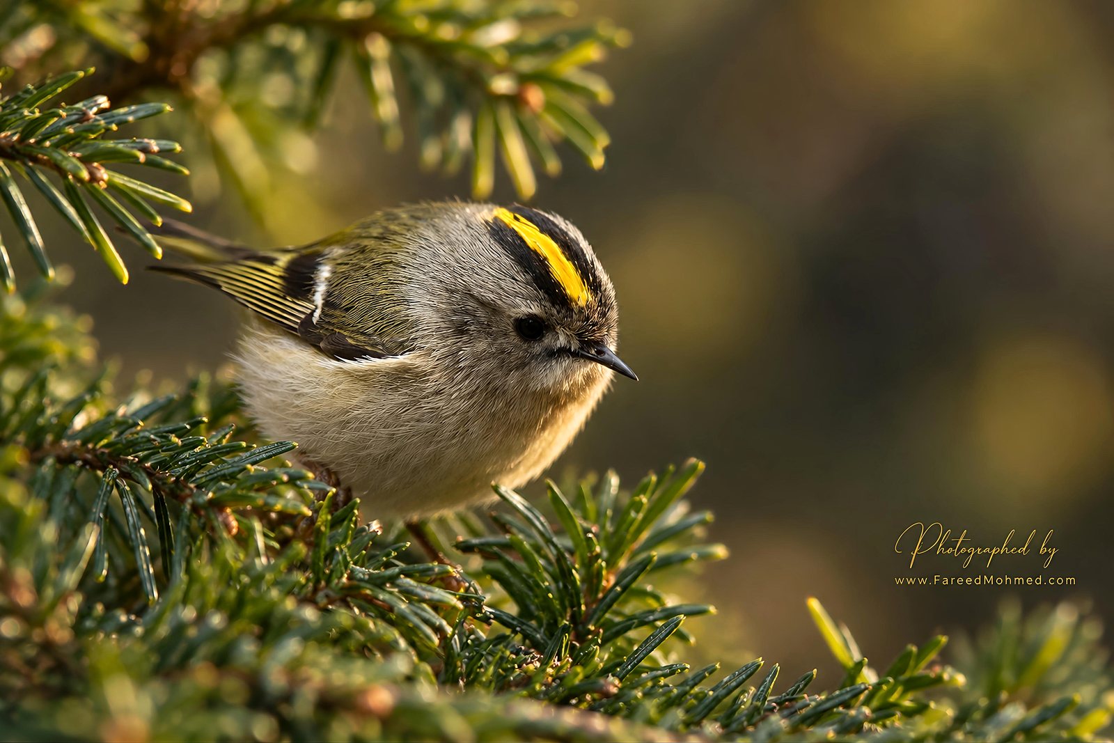 Goldcrest photographed in India by Fareed Mohmed