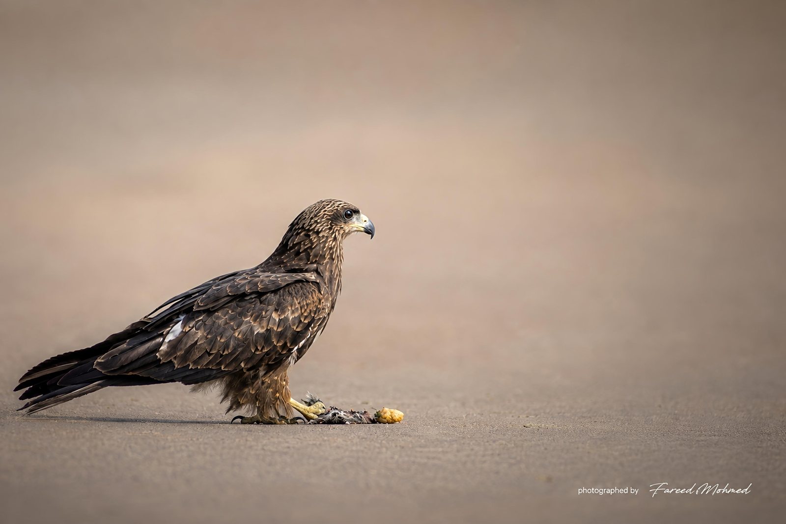 Black Kite photographed in India by Fareed Mohmed
