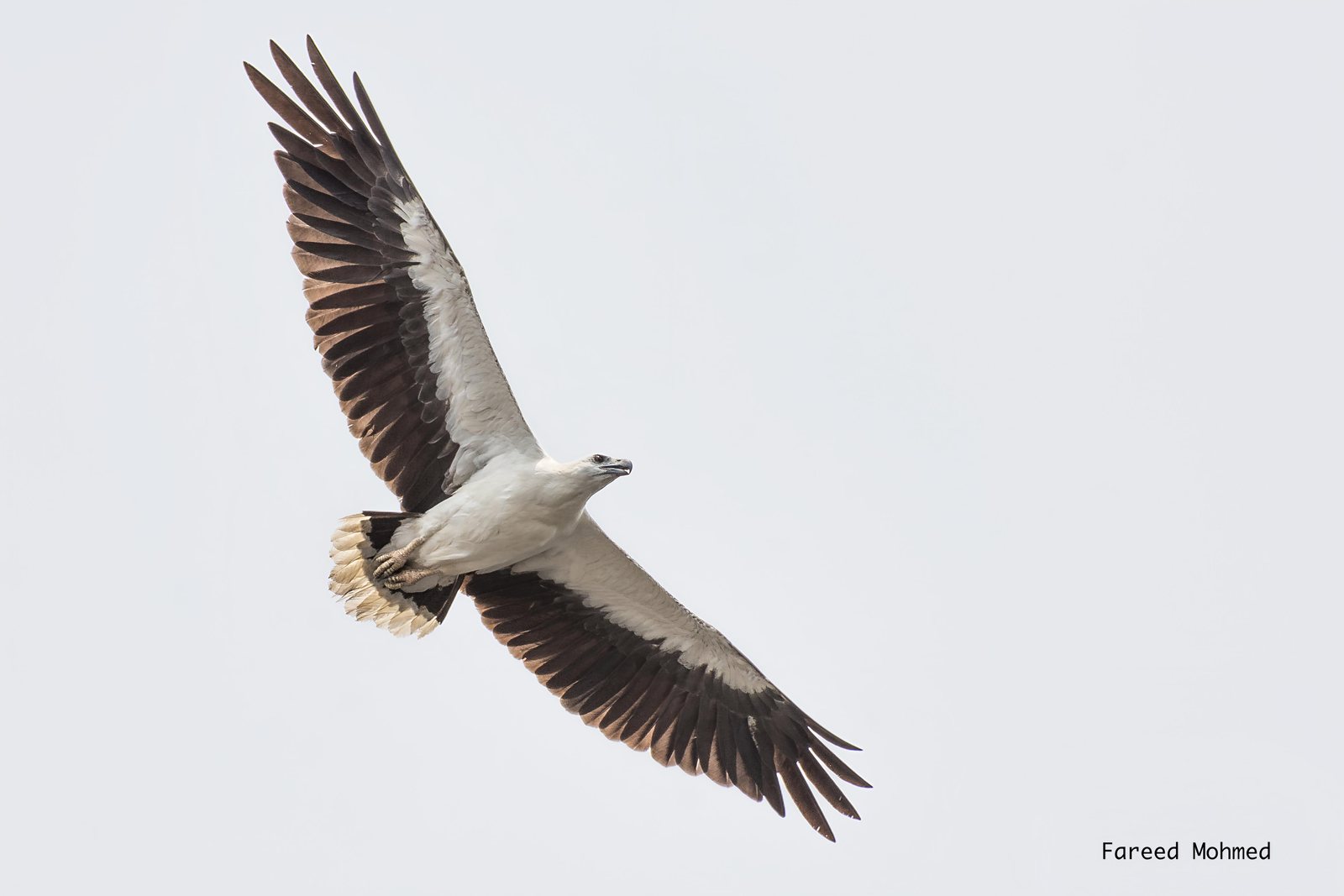 White-bellied Sea-Eagle photographed in India by Fareed Mohmed