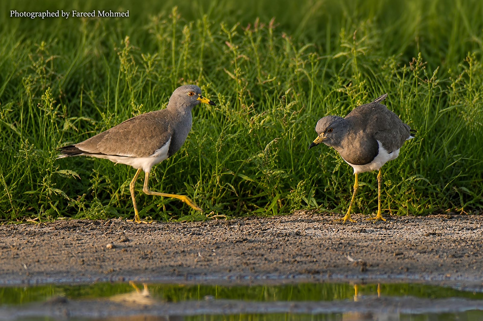 Gray-headed Lapwing photographed in India by Fareed Mohmed