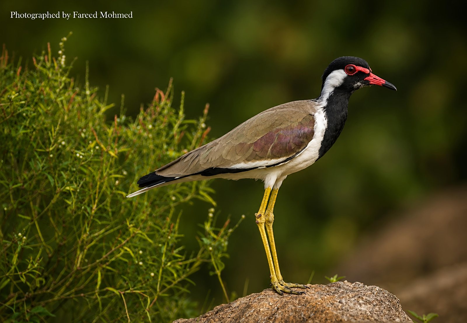 Red-wattled Lapwing photographed in India by Fareed Mohmed