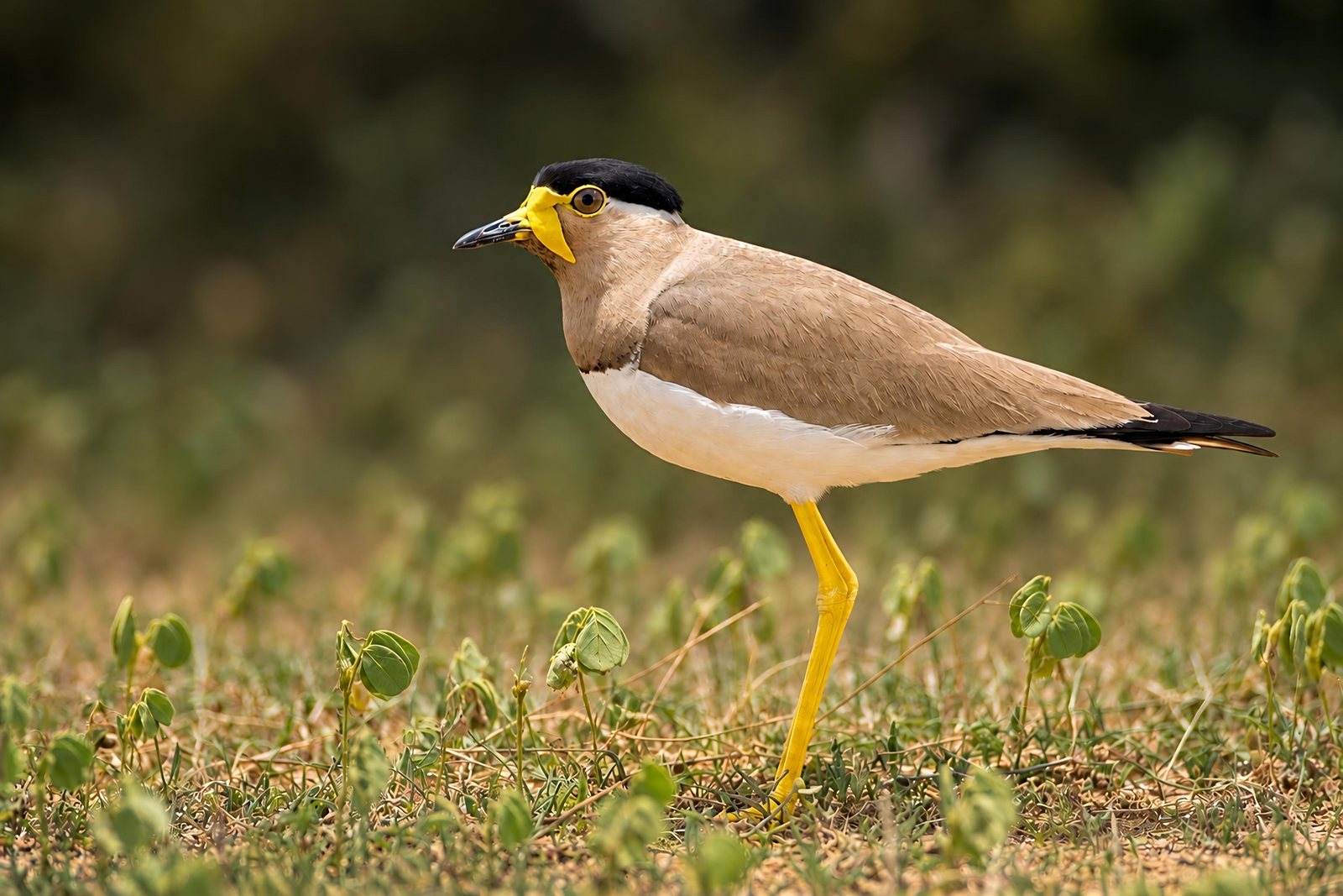 Yellow-wattled Lapwing photographed in India by Fareed Mohmed