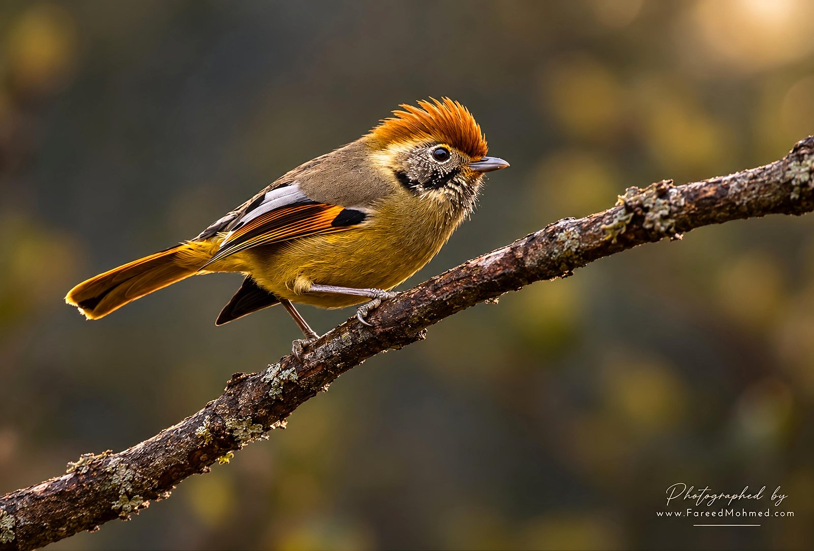 Chestnut-tailed Minla photographed in India by Fareed Mohmed