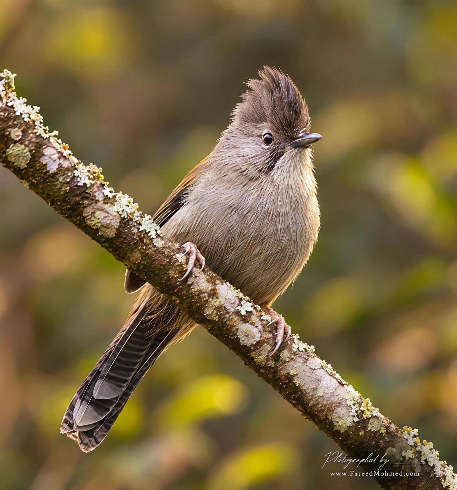 Hoary-throated Barwing photographed in India by Fareed Mohmed