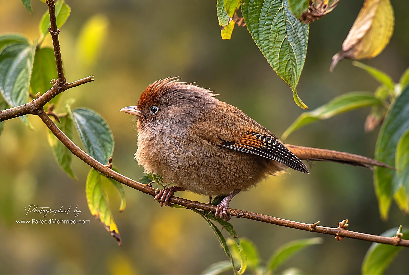 Rusty-fronted Barwing photographed in India by Fareed Mohmed