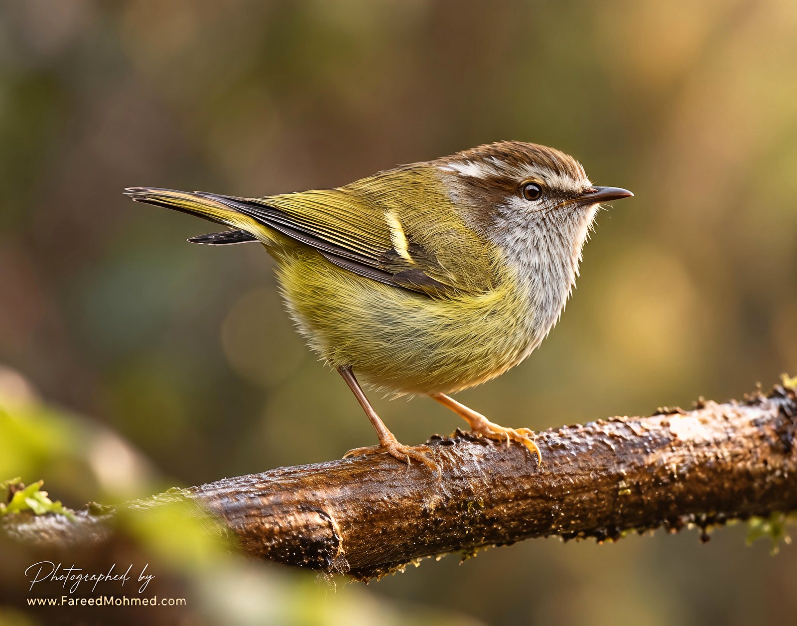 Ashy-throated Warbler photographed in India by Fareed Mohmed