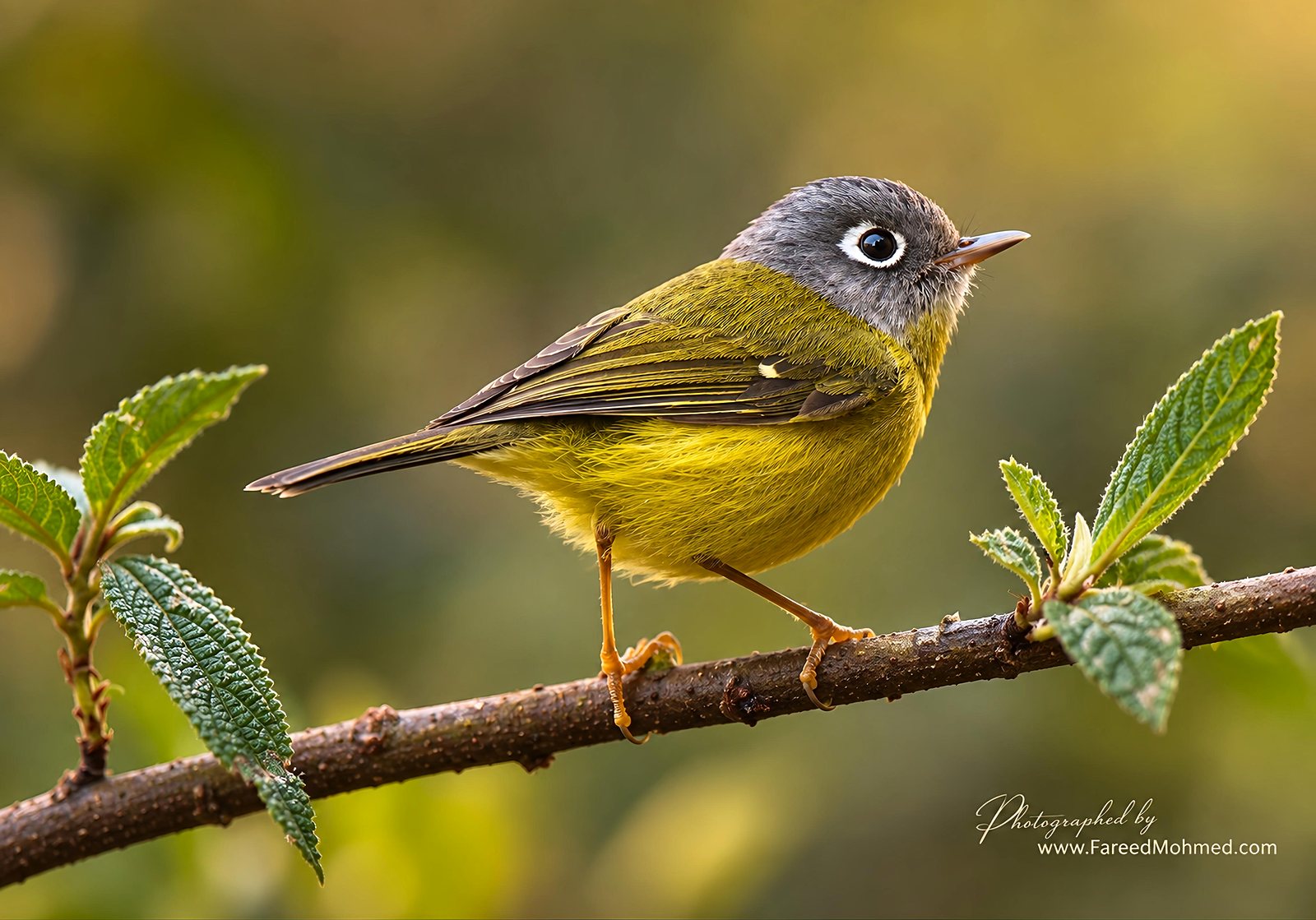 Gray-cheeked Warbler photographed in India by Fareed Mohmed
