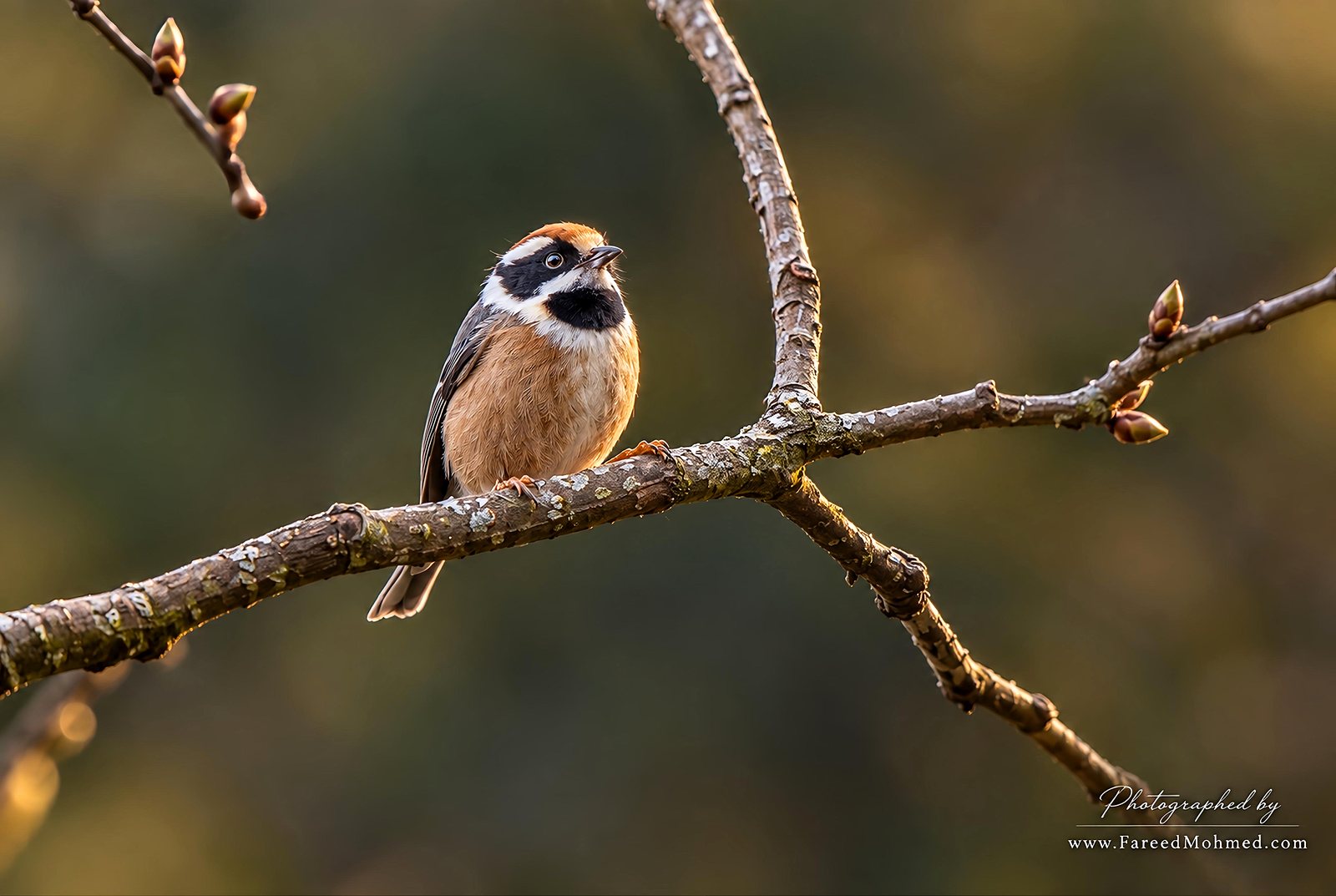 Black-throated Tit photographed in India by Fareed Mohmed
