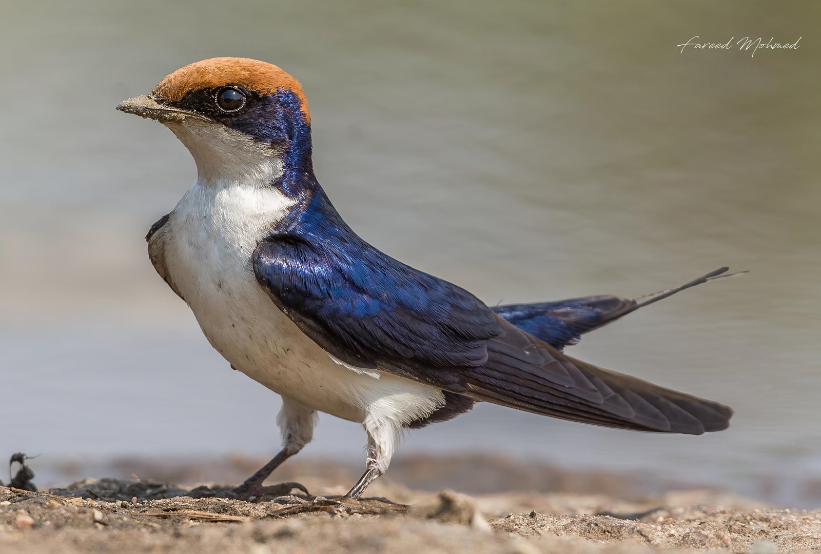 Wire-tailed Swallow photographed in India by Fareed Mohmed