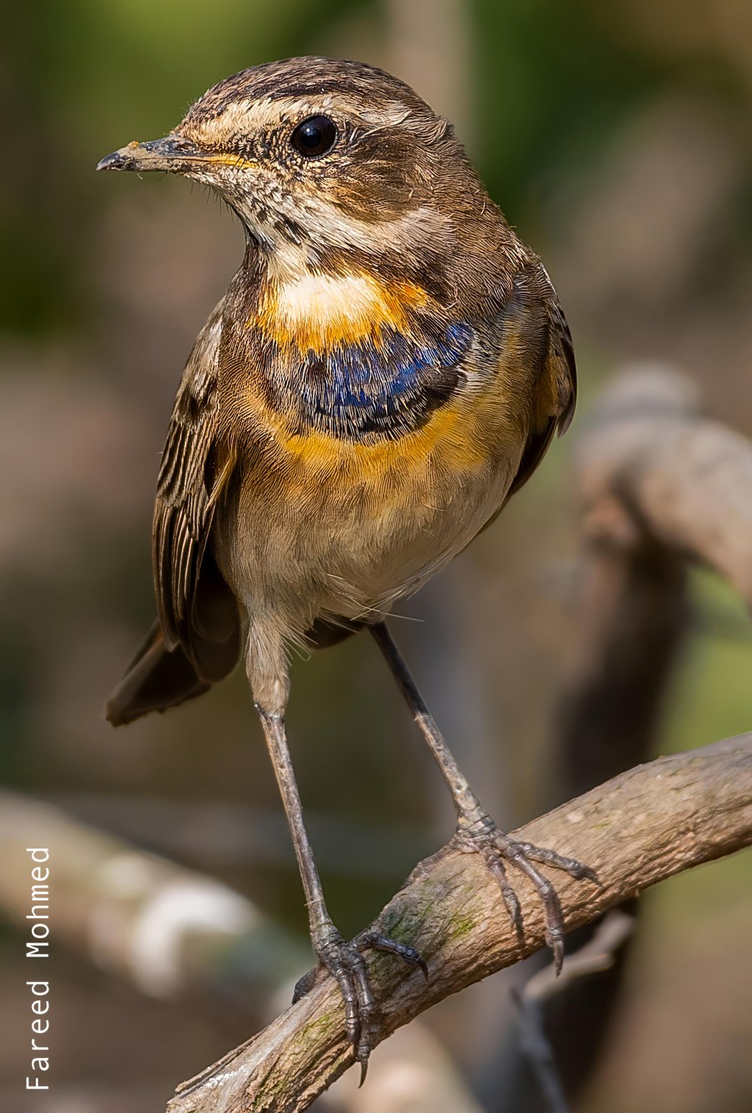 Bluethroat photographed in India by Fareed Mohmed