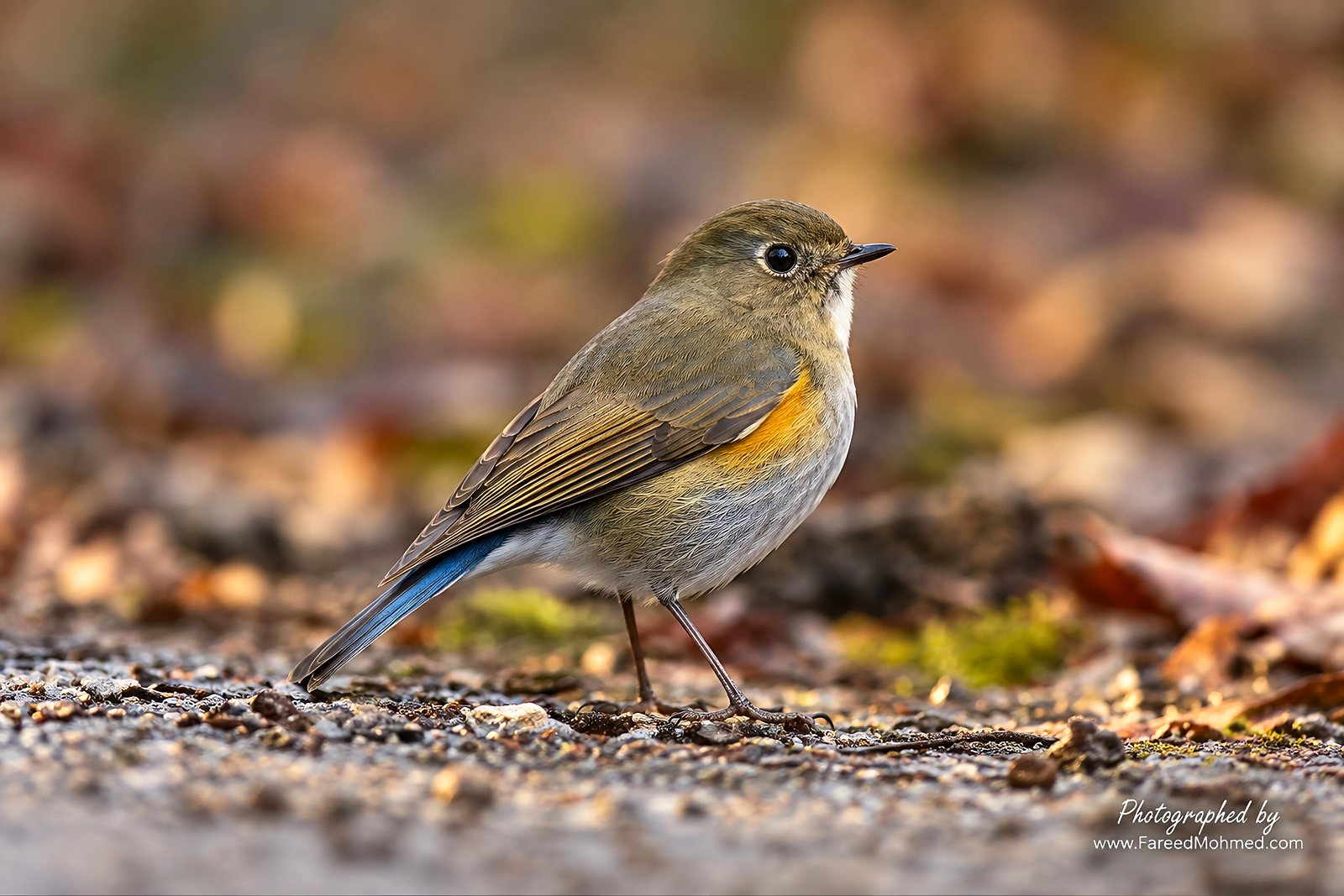 Himalayan Bluetail photographed in India by Fareed Mohmed