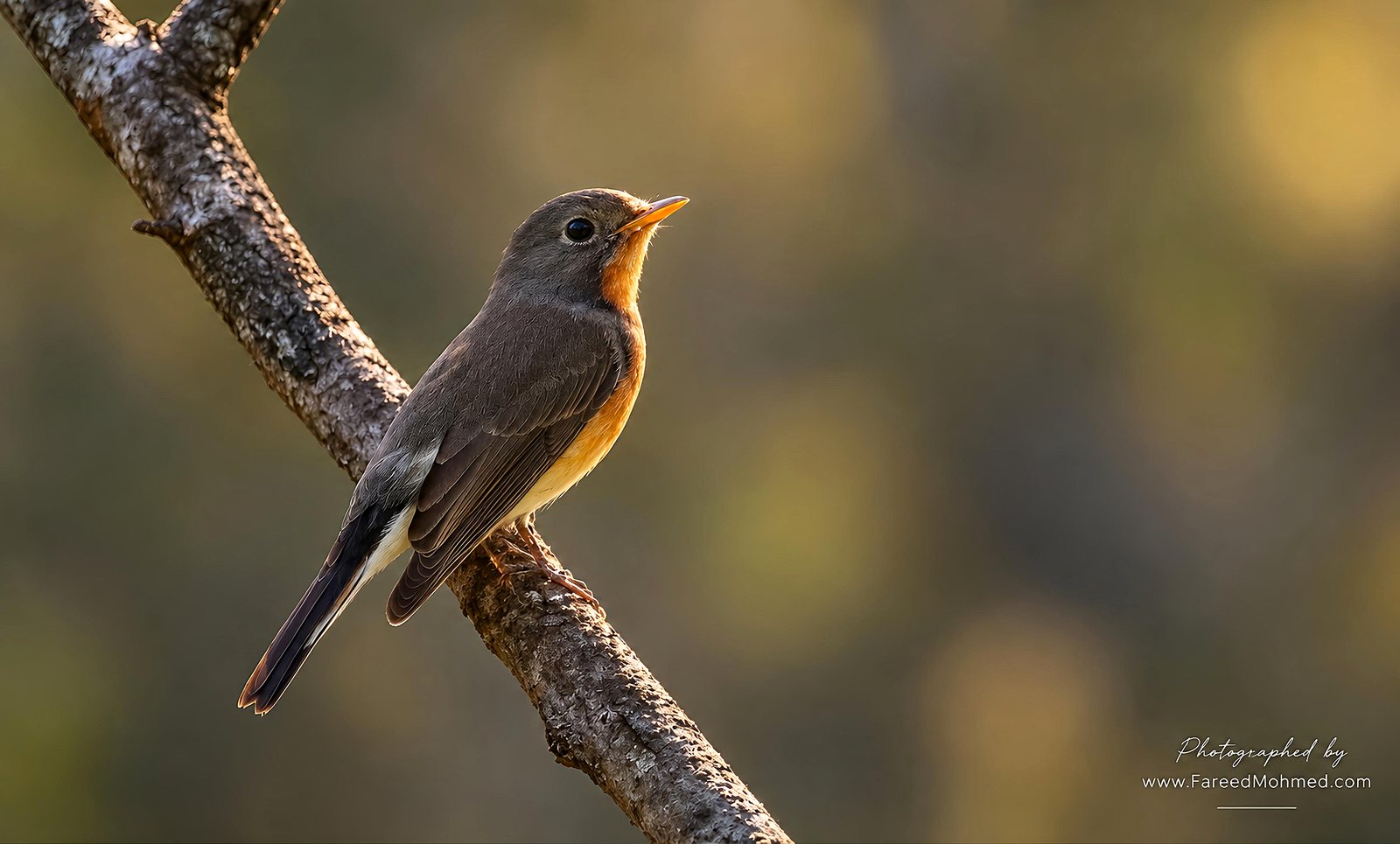 Kashmir Flycatcher photographed in India by Fareed Mohmed