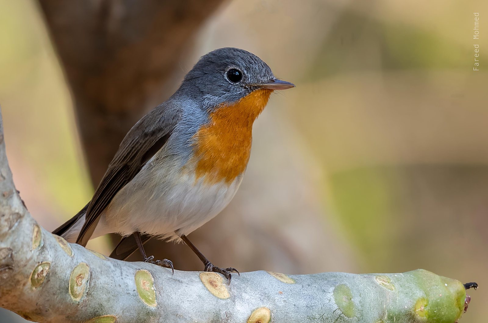 Red-breasted Flycatcher photographed in India by Fareed Mohmed