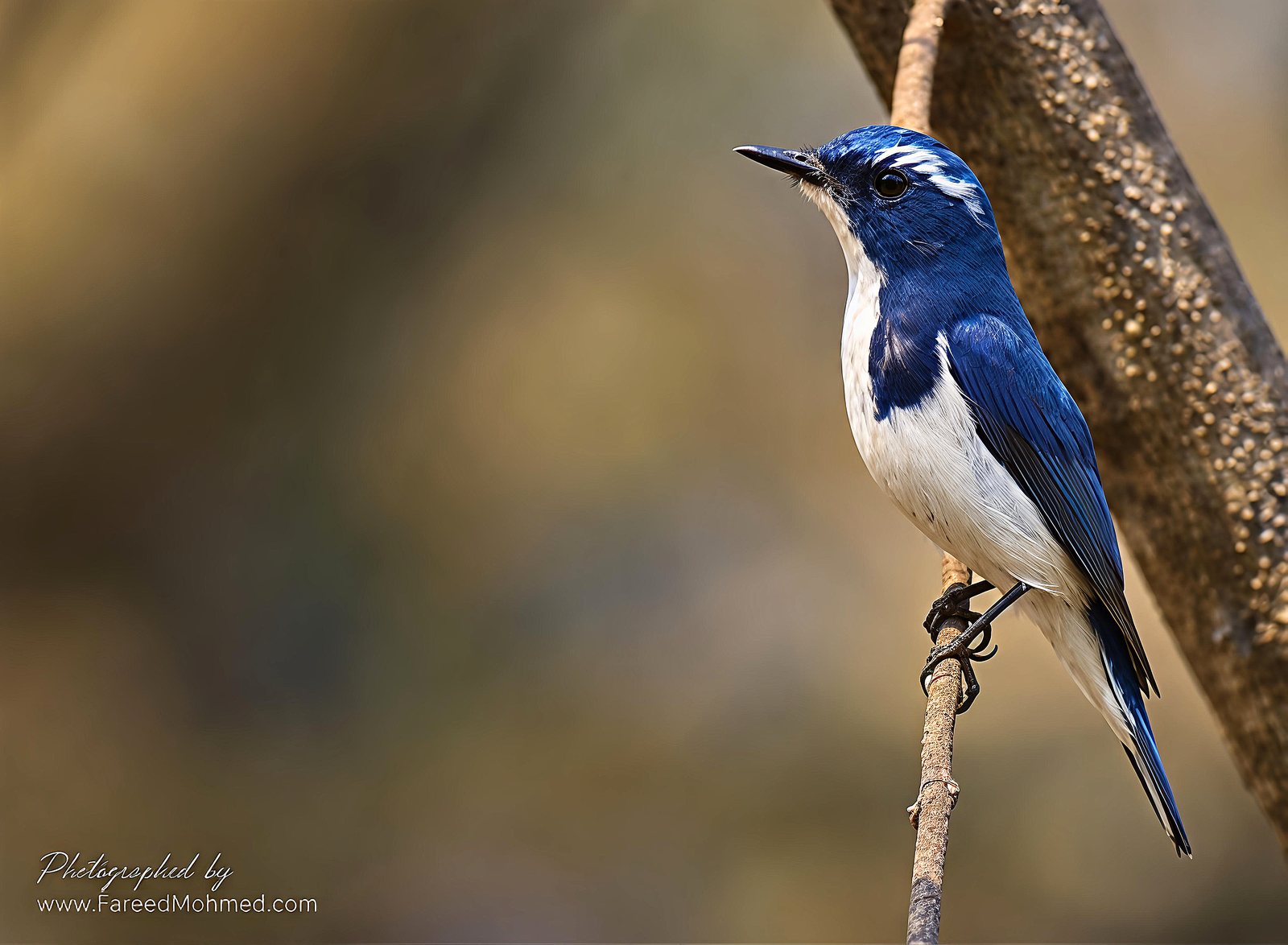 Ultramarine Flycatcher photographed in India by Fareed Mohmed