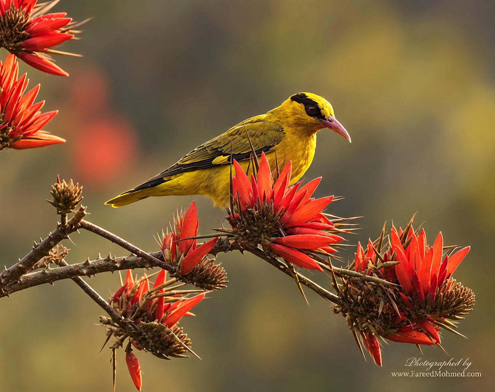 Slender-billed Oriole photographed in India by Fareed Mohmed