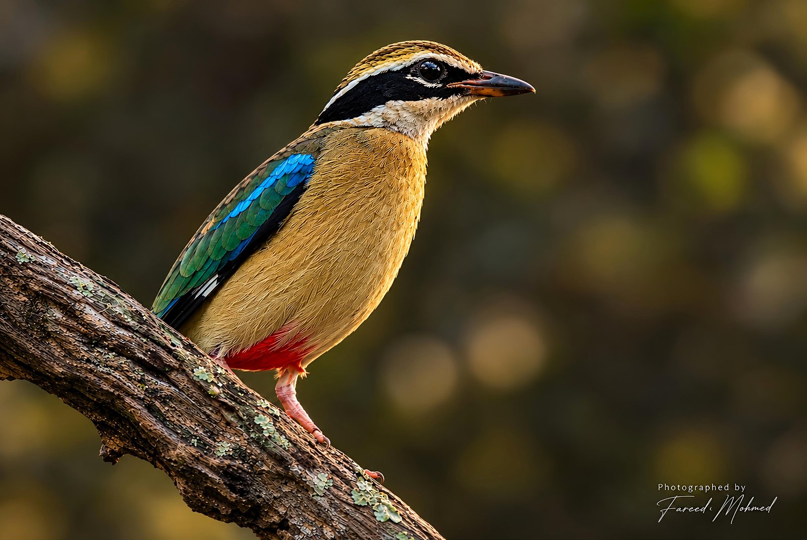 Indian Pitta photographed in India by Fareed Mohmed