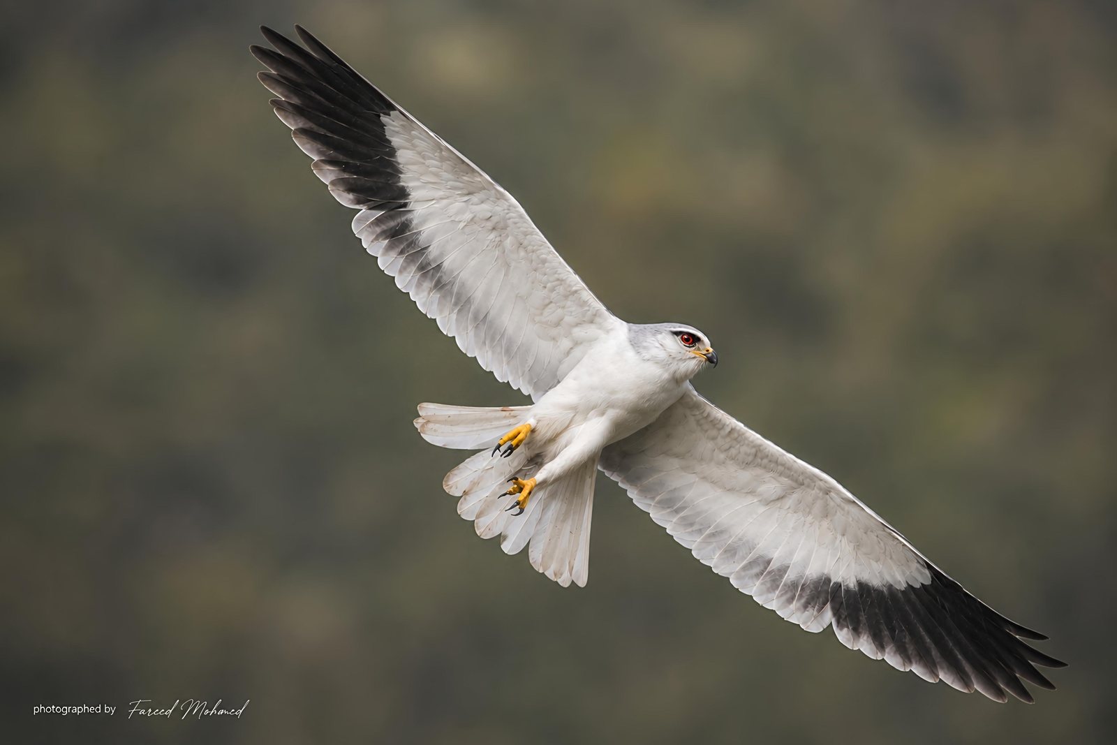 Black-winged Kite photographed in India by Fareed Mohmed