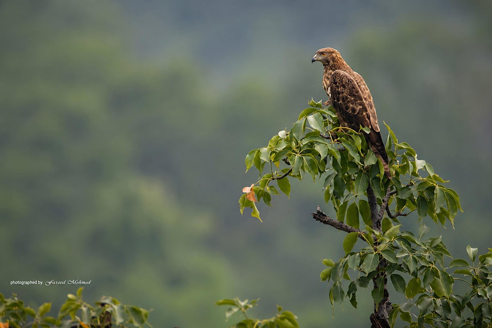 Oriental Honey-buzzard photographed in India by Fareed Mohmed