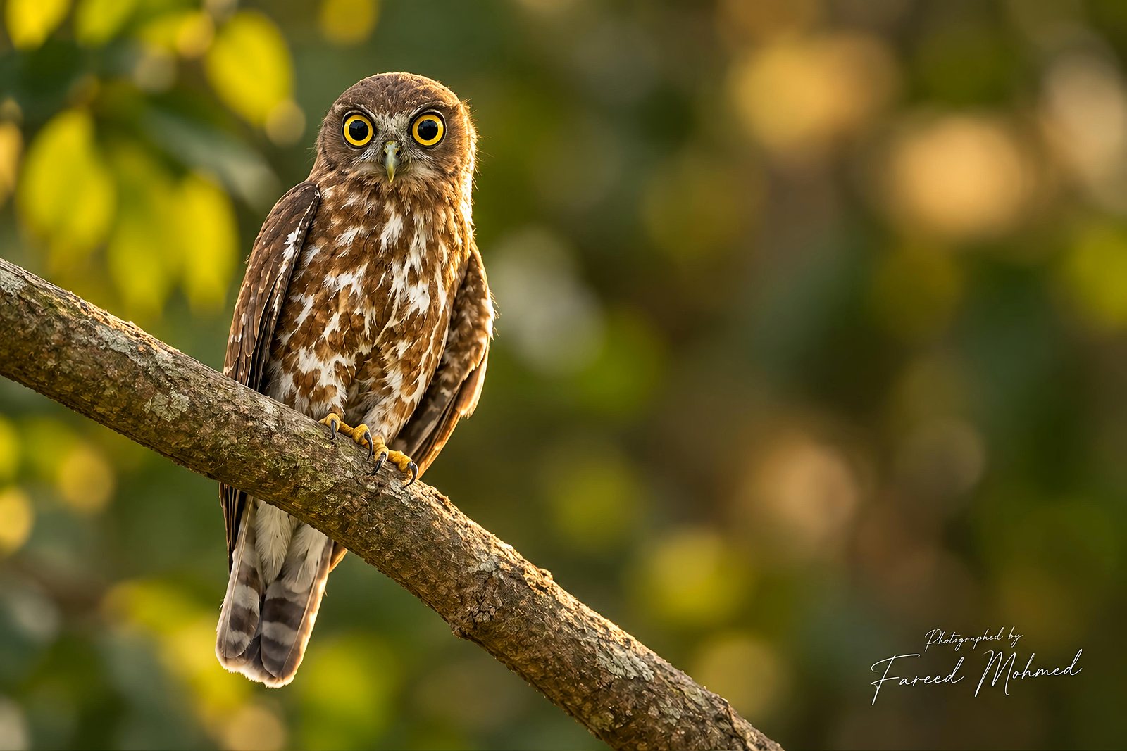 Brown Boobook photographed in India by Fareed Mohmed