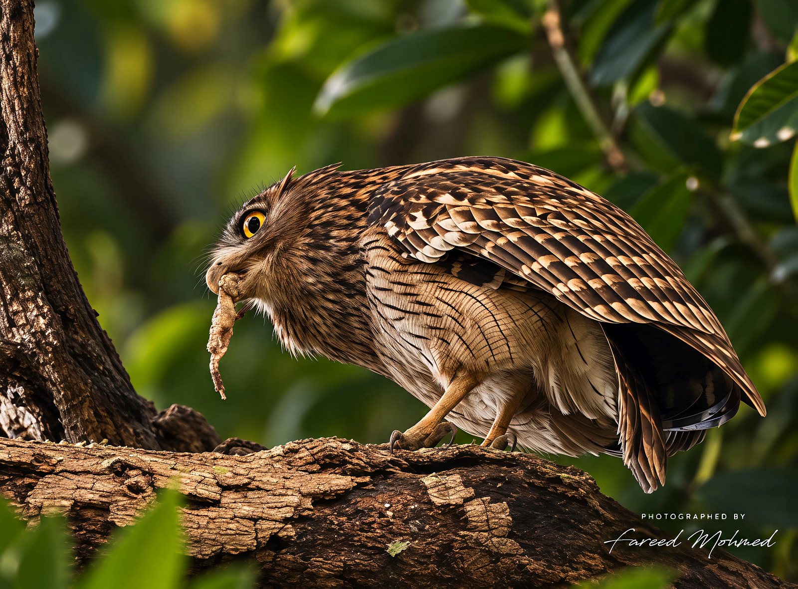 Brown Fish-Owl photographed in India by Fareed Mohmed