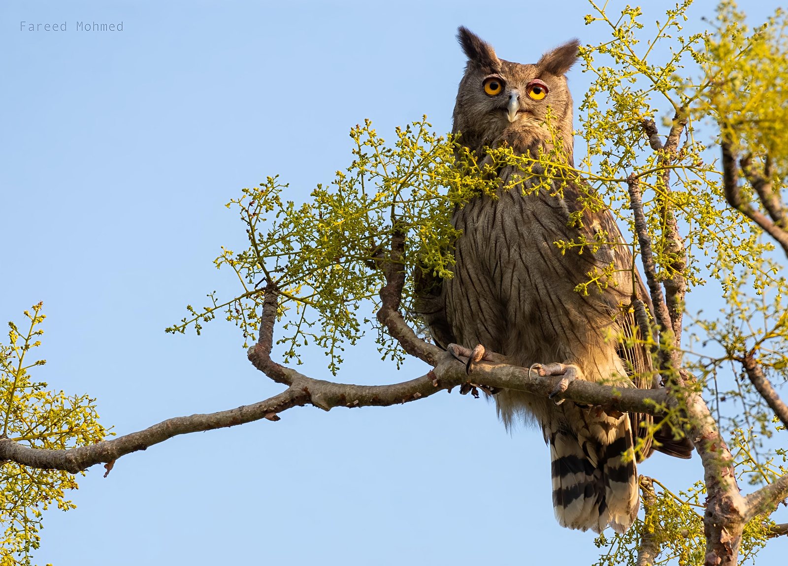 Dusky Eagle-Owl photographed in India by Fareed Mohmed