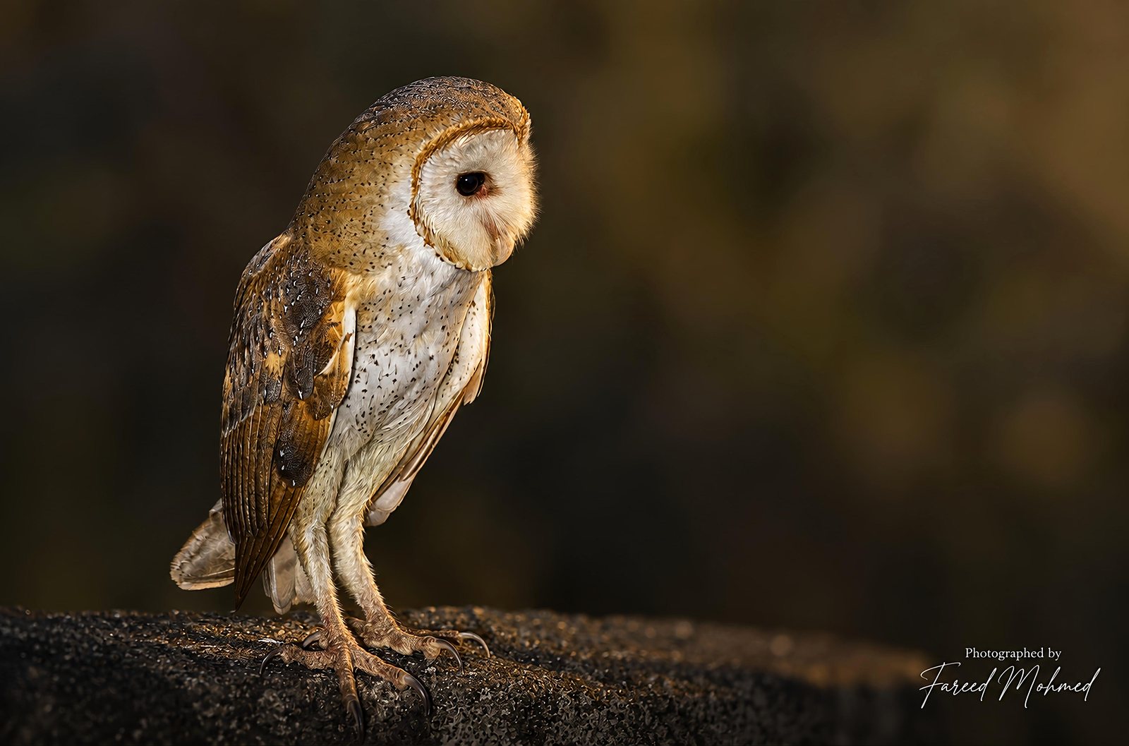 Eastern Barn Owl photographed in India by Fareed Mohmed