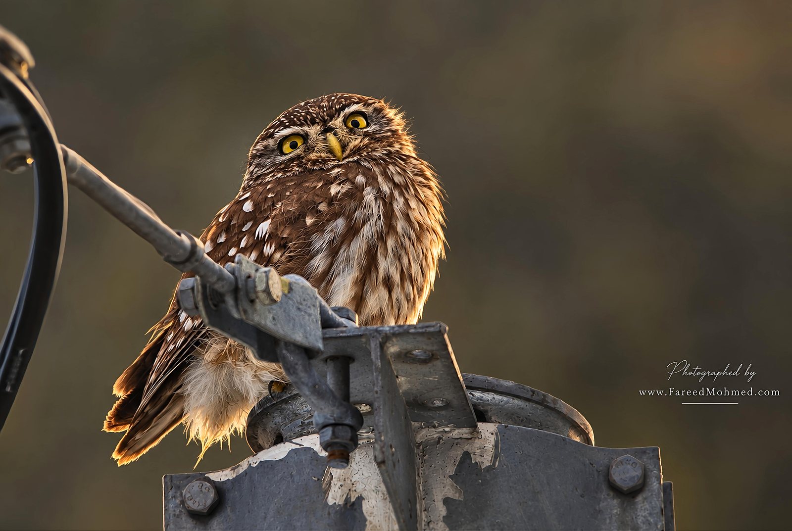Little Owl photographed in India by Fareed Mohmed