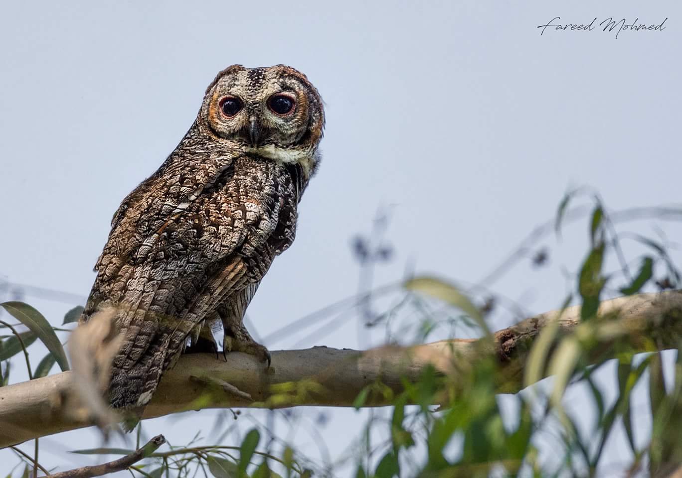 Mottled Wood-Owl photographed in India by Fareed Mohmed