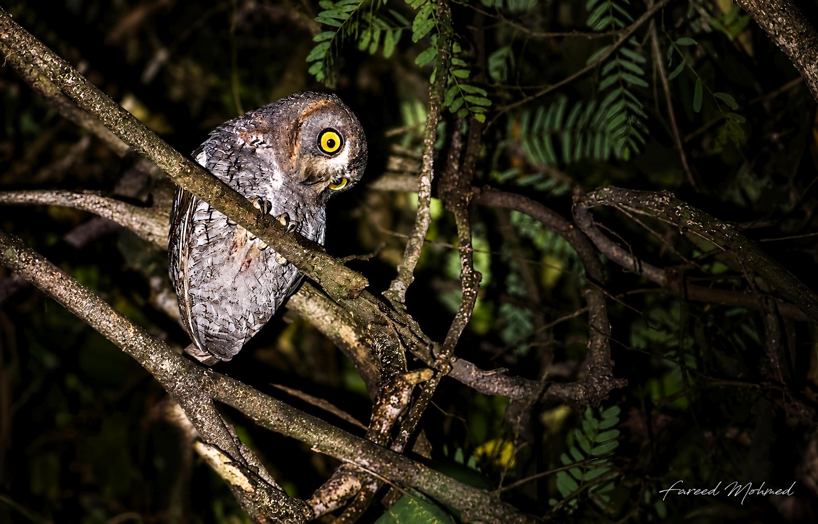 Oriental Scops-Owl photographed in India by Fareed Mohmed