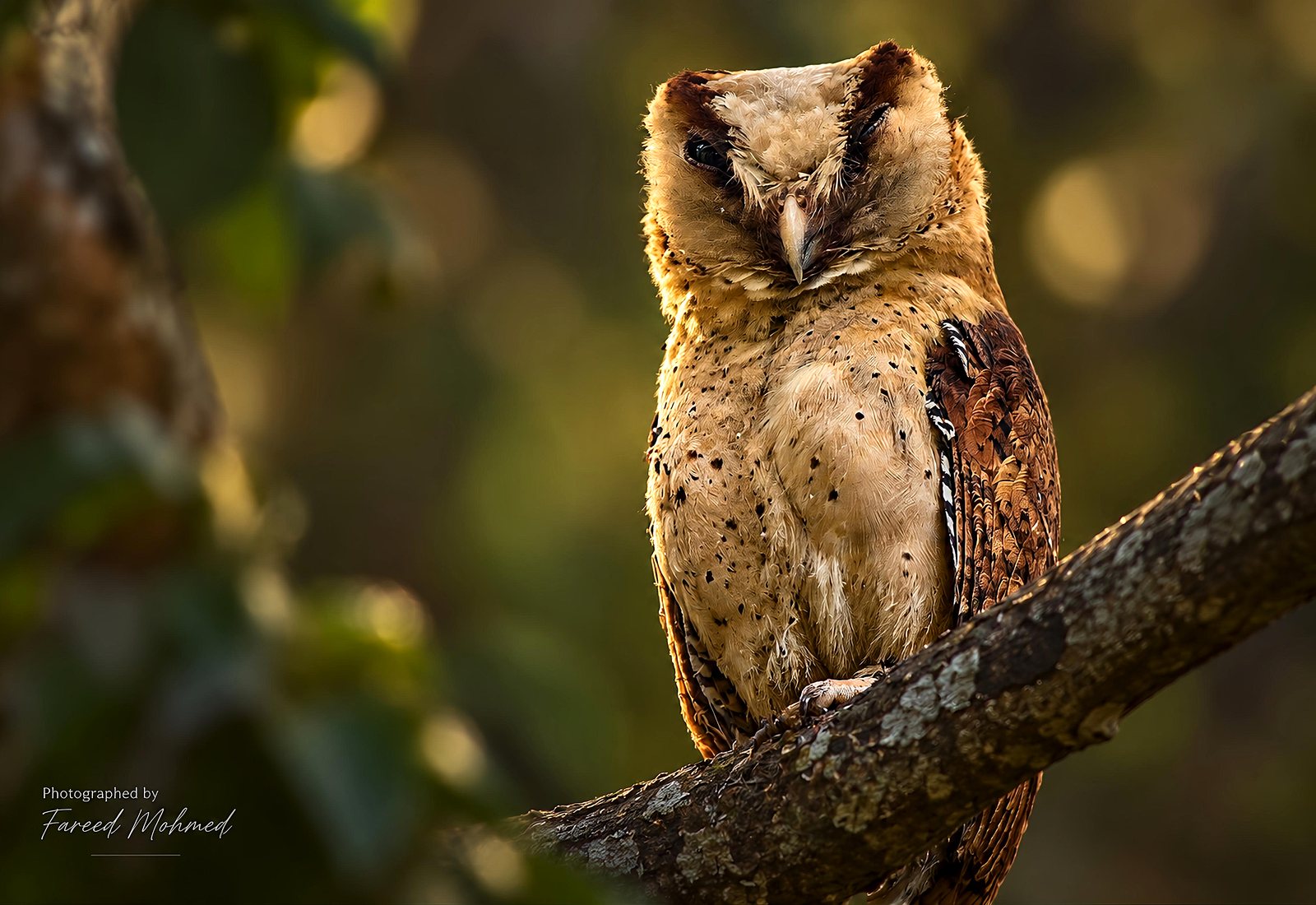 Sri Lanka Bay-Owl photographed in India by Fareed Mohmed