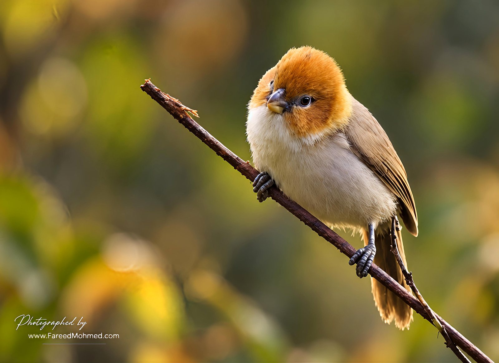 White-breasted Parrotbill photographed in India by Fareed Mohmed